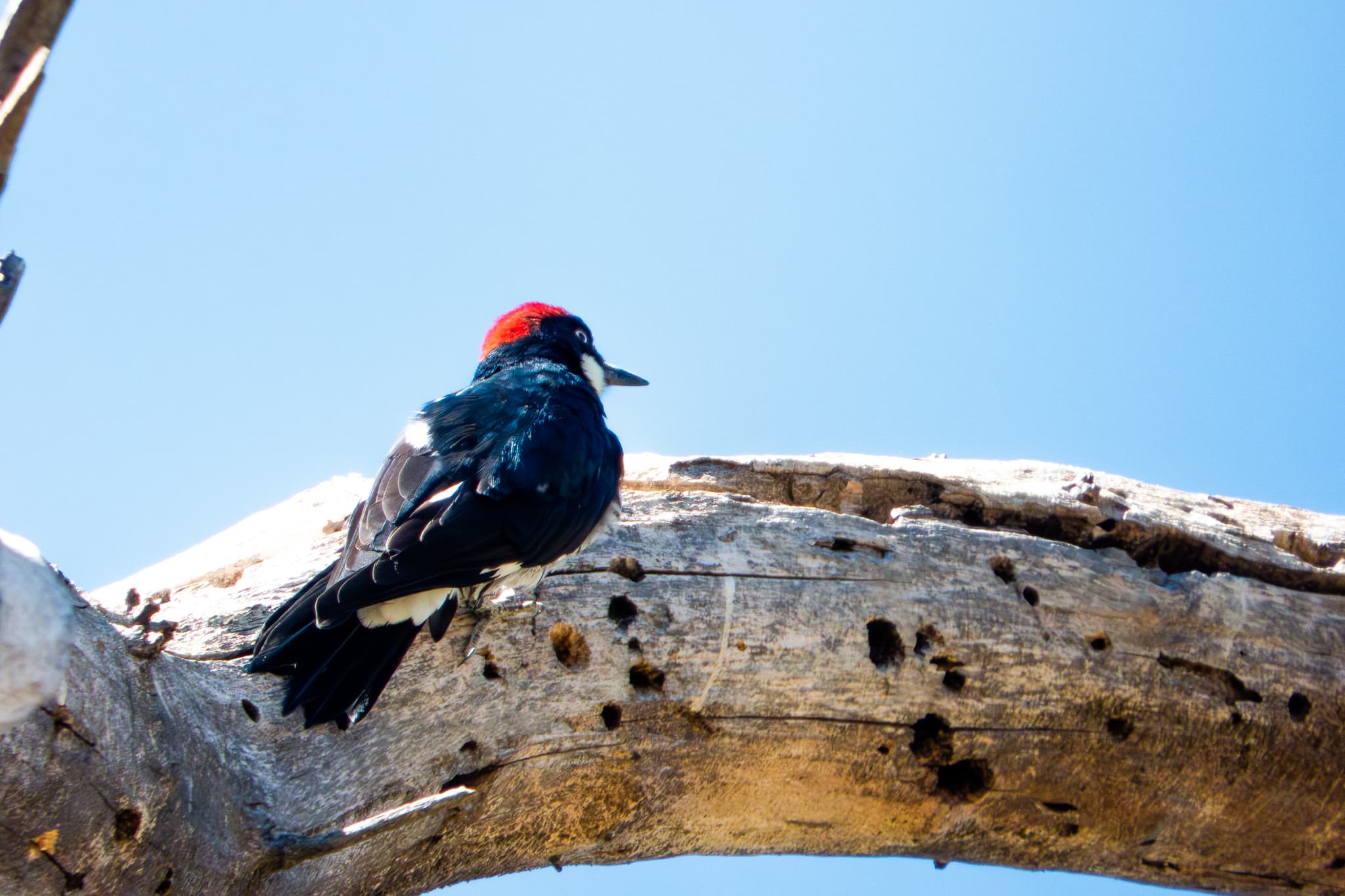 Wildlife photography by Chase Tipton - Shot of a bird in nature, perched on a branch with detailed feathers